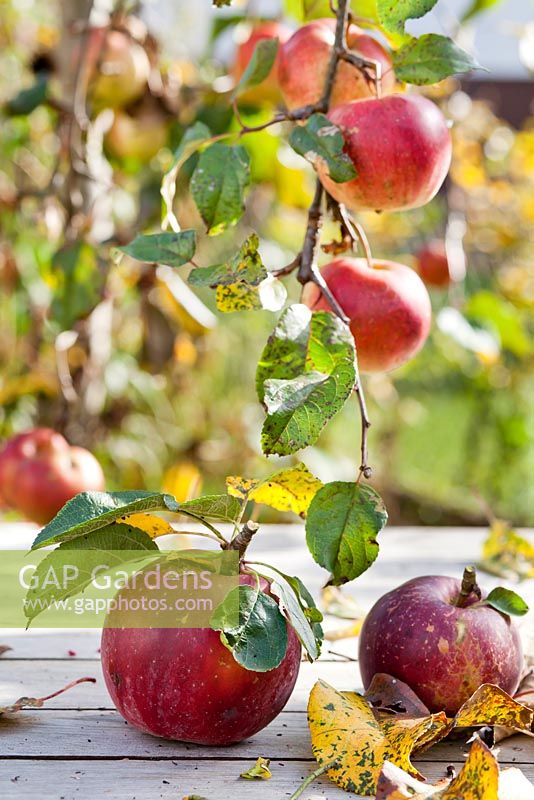 Malus 'Enterprise' - disease resistant variety