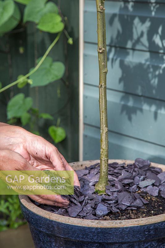 Adding a slate mulch to a potted Abutilon