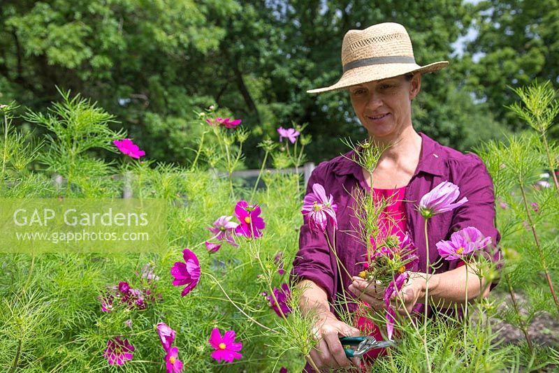 Woman deadheading Cosmos flowers in a flower garden