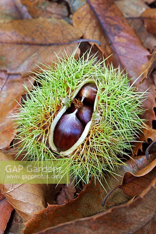 Castanea sativa - Sweet chestnuts
