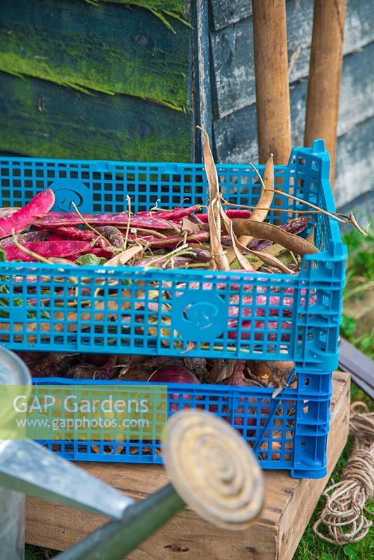 A watering can, garden tools, crate of Climbing Bean 'Borlotto Lingua di Fuoco' - Firetongue and Runner Bean 'Wisley Magic' beside a blue shed in an allotment plot