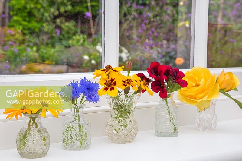 Floral display of Calendula officianalis 'Art Shades', Cornflower - Centaurea, Tagetes 'Naughty Marietta', Pelargonium 'Lord Bute' and Rosa 'Graham Thomas' in small glass jars on a windowsill