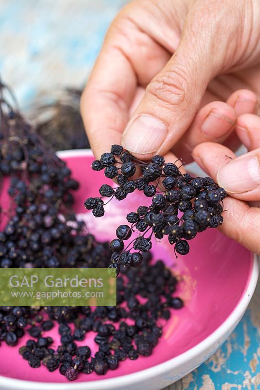 Gently removing the dried elderberries from a Sambucus cutting into a bowl