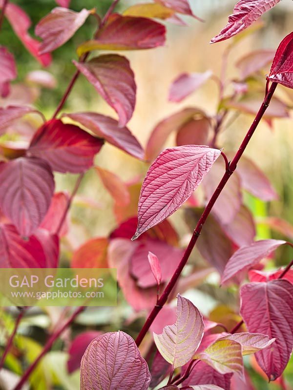 Cornus alba 'Sibirica' - Red-Barked Dogwood - October