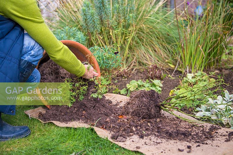 Reusing spent container compost as a mulch for a garden border