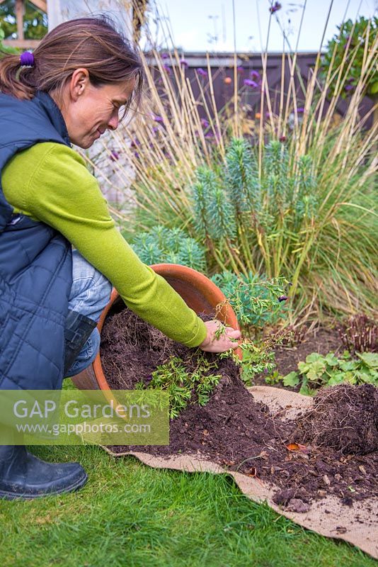 Re-using spent container compost as a mulch for a garden border