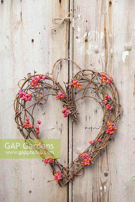 A heart shaped Euonymus - Spindle wreath, hanging on a wooden door
