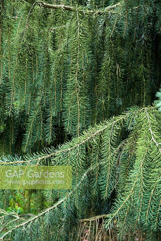Picea 'Breweriana' - Brewers Weeping Spruce 