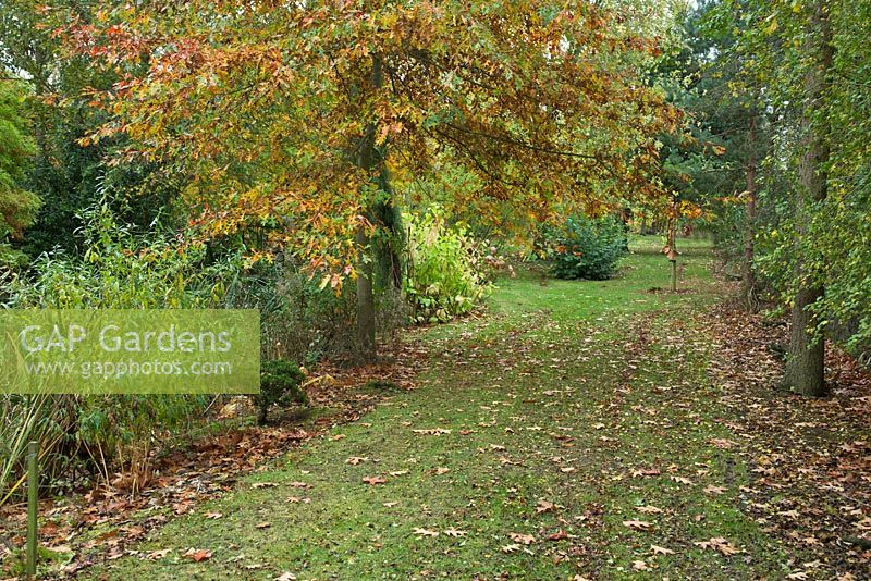 Quercus Palustris - Red Oak overhangs a grass broadwalk at Bluebell Arboretum, Smisby, Derbyshire 