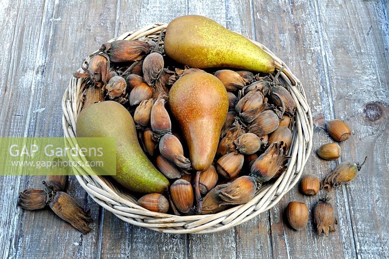 Pyrus communis 'Conference' Pear in a vintage wicker basket with Corylus avellana, Kentish cobnuts on garden try made from recycled wood