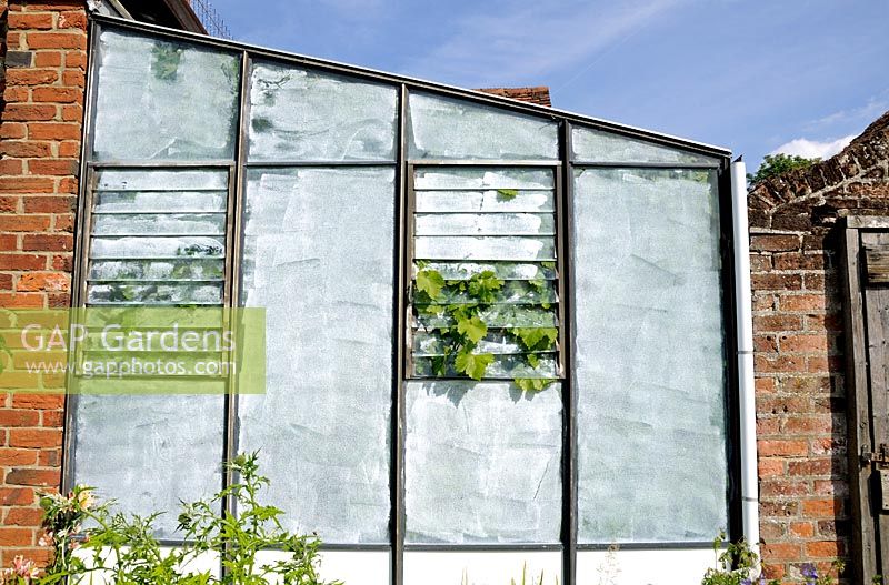 Window of white painted greenhouse with vine leaves growing through vents, Bayford, Hertfordshire.