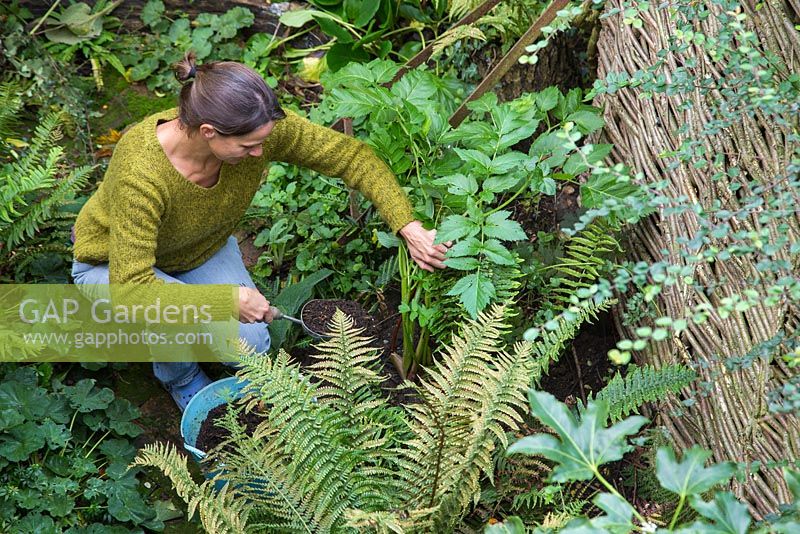 Woman mulching a shady border with composted green waste