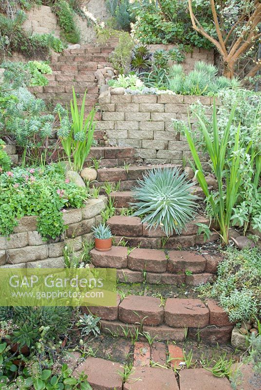 Stairway leading through path of Succulents. San Diego, CA