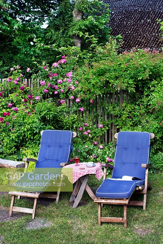 Sunloungers and table in garden under hedge of roses, Rosa 'Great Western', Rosa 'Commandant Beaurepaire', Rosa 'Wrams Gunnarstorp', wooden fence