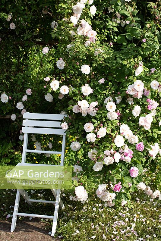 White garden chair under climbing rose, rosa Venusta Pendula, trellis