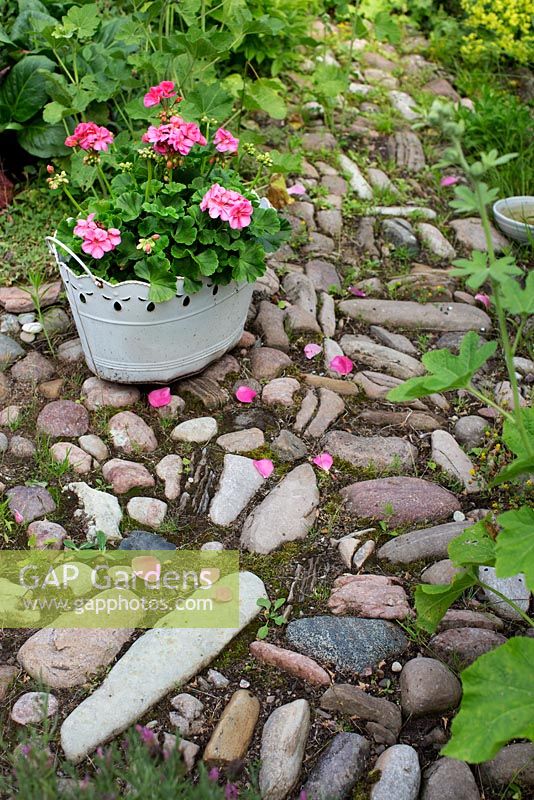 Path made from cobbles, pelargonium in metal basket