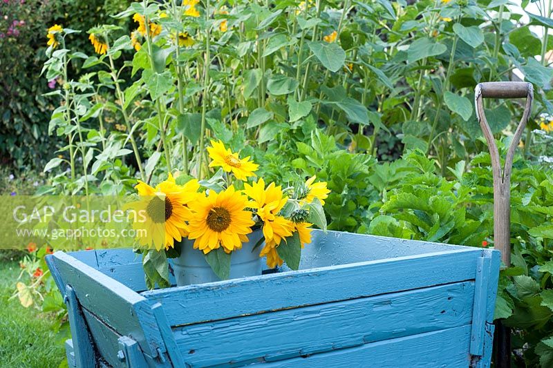 Cut Helianthus annus - Bucket of sunflowers in a blue wheelbarrow