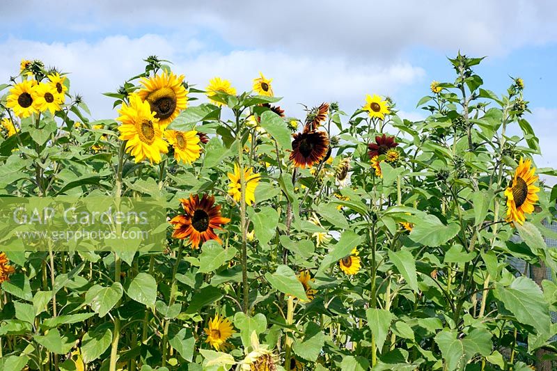 Helianthus annus - selection of different sunflowers 