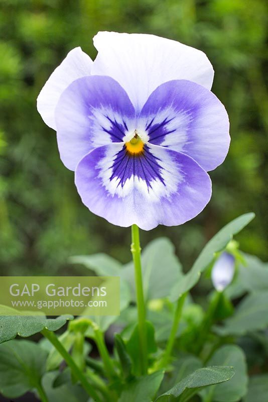 Viola x wittrockiana 'Marina XP' Panola series. 