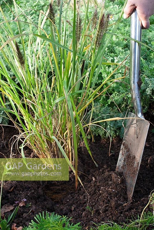 Planting a Pennisetum alopecuroides 'Moudry'