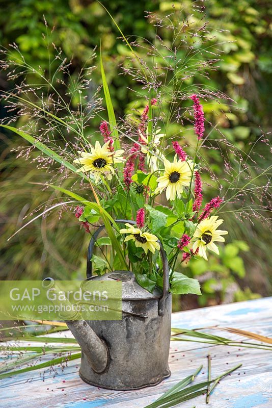 Floral display of Helianthus, Persicaria and Eragrostis spectabilis - Lovegrass in a watering can