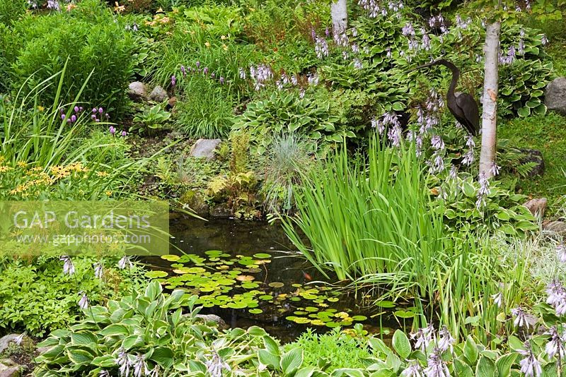 Pond with typha latifolia - common cattails and nymphaea - water lilies bordered by mauve flowering hostas and betula - birch trees 