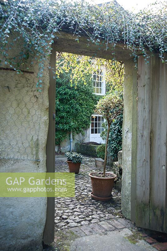 View through doorway to back of house clothed with evergreens, pots of standard euonymus and rhododendron. Bosvigo, Truro, Cornwall, UK