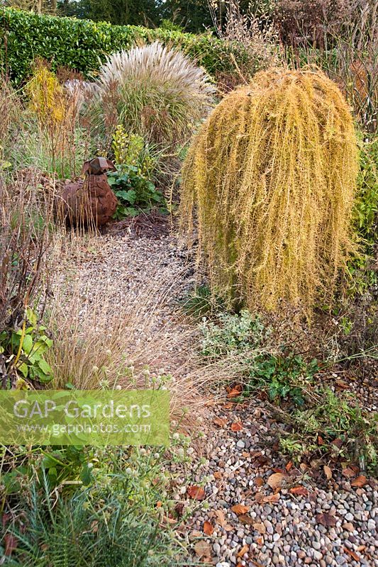 Larix decidua 'Puli' in the gravel garden surrounded by grasses and eryngiums.  