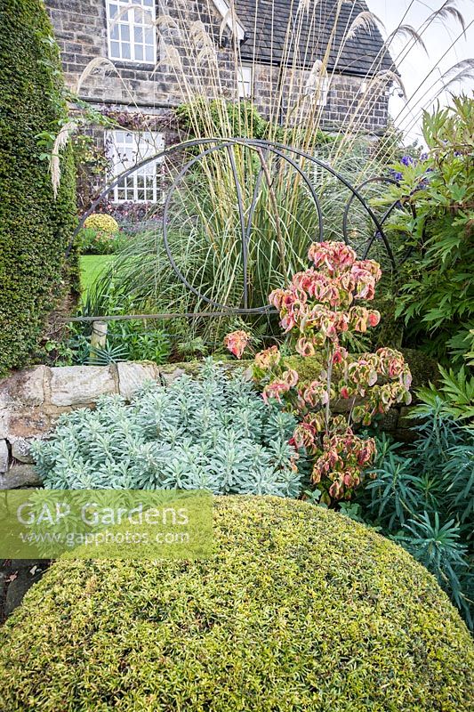 Clipped yew ball surrounded by glaucous euphorbias, cornus, grasses and tree peony beside the drive. 