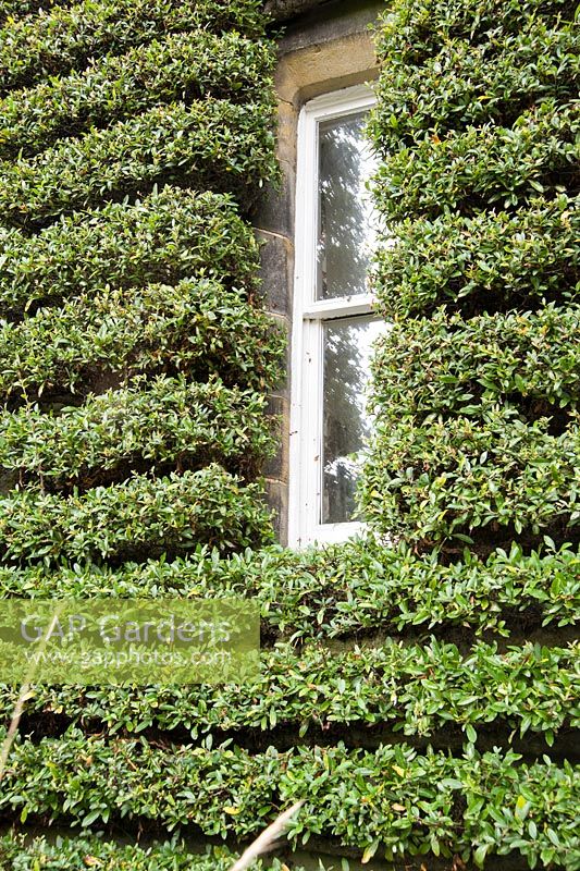 Pyracantha trained into striking horizontal lines around a window. 