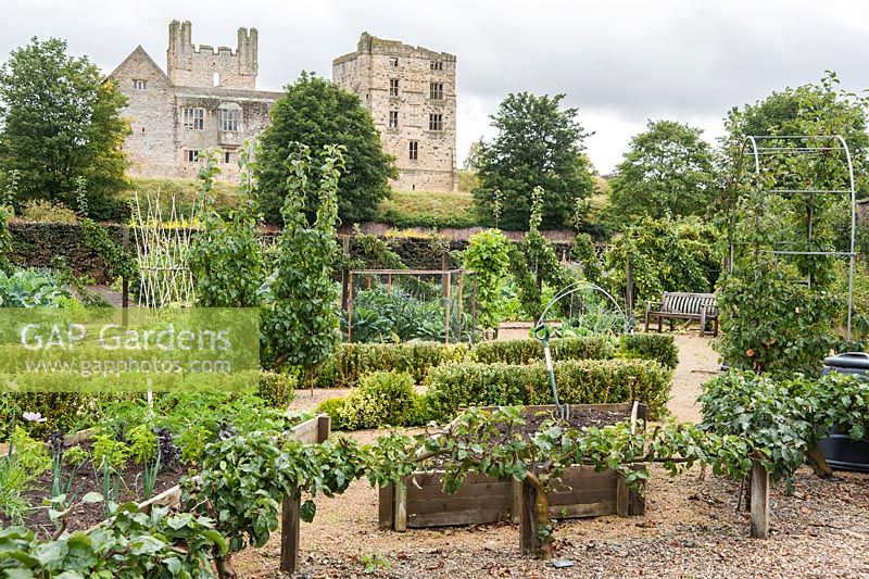 Area devoted to vegetable growing for the cafe, and for community allotments, with dramatic backdrop of Helmsley Castle. 