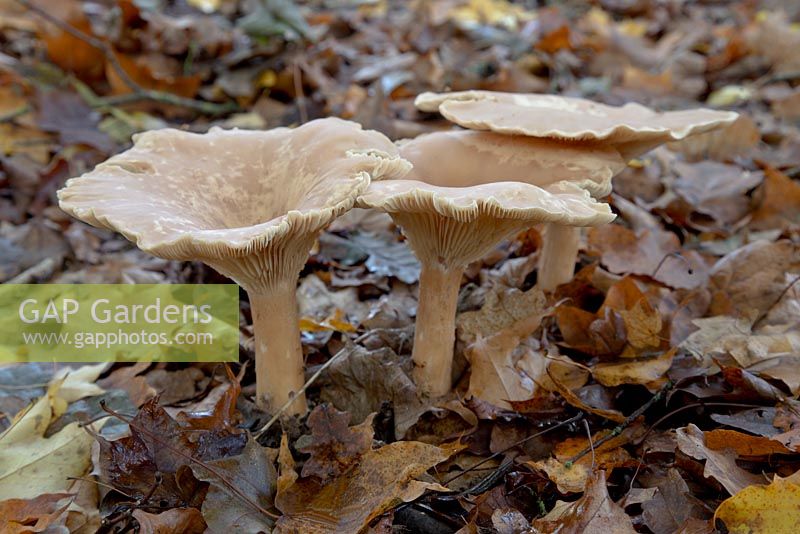 Clitocybe geotropa - The Burrswood Estate, Groombridge, Kent.  November.