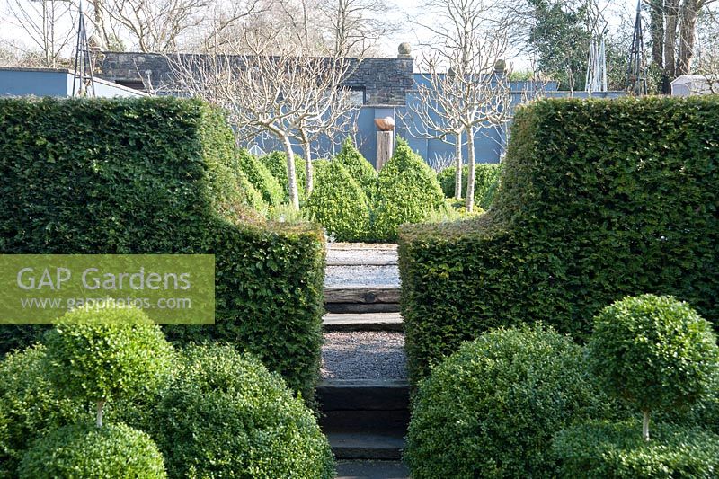 A formal garden featuring masses of clipped box topiary framed by yew hedges, paving that combines paving slabs and smaller setts to create decorative interest, and steps leading up to a kitchen garden dominated by four standard fig trees. 