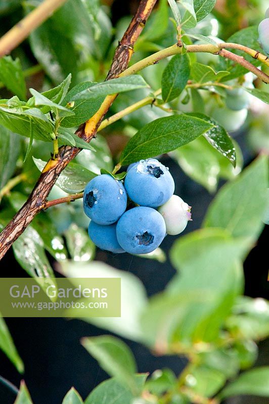 Vaccinium corymbosum 'Bluecrop' Blueberry