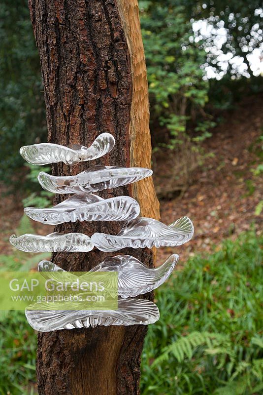 Tree Fungus sculpture by Stephen Beardsell made from oak and glass. The Hannah Peschar Sculpture Garden designed by Anthony Paul, landscape designer