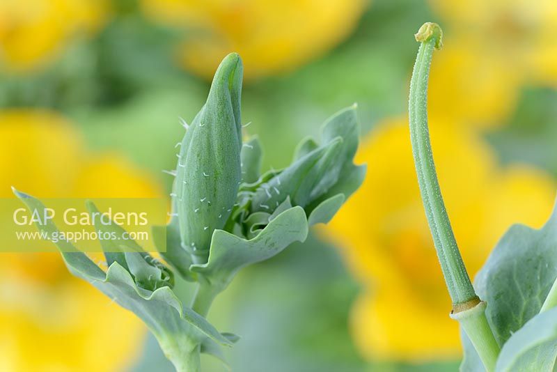 Glaucium flavum. Seaside poppy. Yellow horned poppy. Flower bud and seed pod that forms after flower dies, June