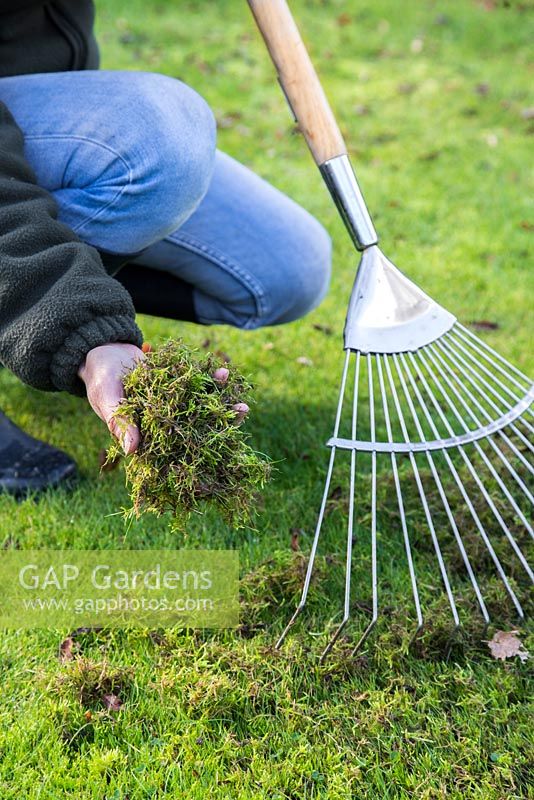 Raking moss from a garden lawn.