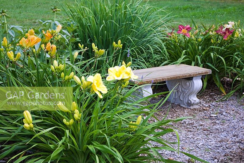 Hemerocallis 'Bill Norris' and purple 'Blackjack Cherry' around stone bench - Daylilies in backyard Country garden in summer, Jardin des Mesanges garden, Quebec, Canada