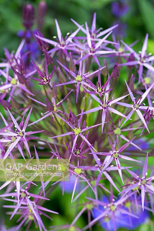 Allium christophii 'Star of Persia' in the Kitchen Garden, June 2013. 