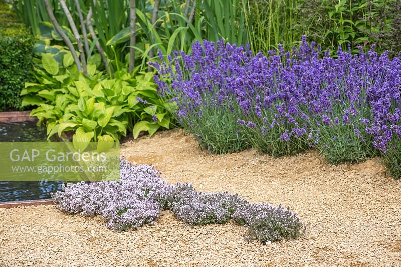 Thymus serpyllum 'Pink Chintz' planted beside water feature, with a view to Lavandula angustifolia 'Hidcote' and some Hostas. Garden: Vestra Wealth's Vista. RHS Hampton Flower Show 2014 