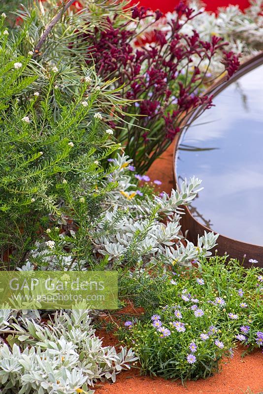 Ozothamnus rosmarinifolius, Eremophila glabra 'Kalbarri Carpet', Brachyscome and Anigozanthos hybrid 'nana dark red' beside a water feature. Garden: Essence of Australia. 