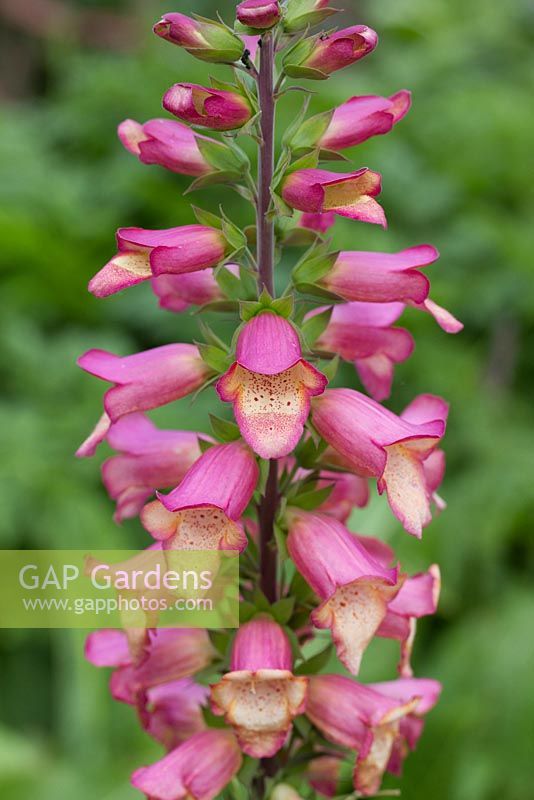 Digitalis 'Illumination Pink'