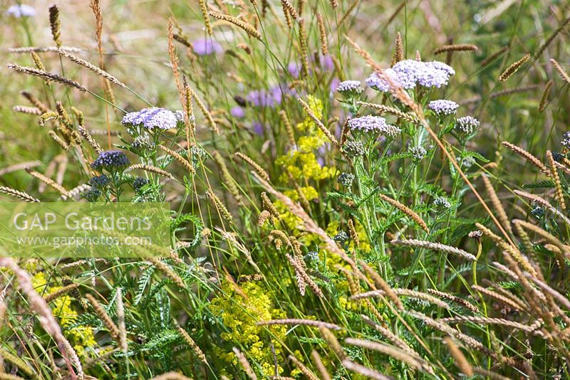 Wild meadow planting of Achillea millefolium, Galium verum and Koeleria macrantha. Hampton Court Flower Show 2014. Garden: Greed - Dichotomy Garden. Designer: Sara Jane Rothwell and JoanMa Roig. Sponsor: RHS