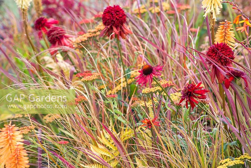 Border planting of Achillea 'Terracotta', Achillea 'Walther Funcke', Echinacea 'Eccentric', Imperata cylindrica 'Red Baron', Pennisetum thunbergii 'Red Buttons' and Echinacea 'Tomato Soup'. Hampton Court Flower Show 2014. Garden: Wrath - Eruption of Unhealed Anger. Designer: Nilufer Danis. Sponsor: RHS