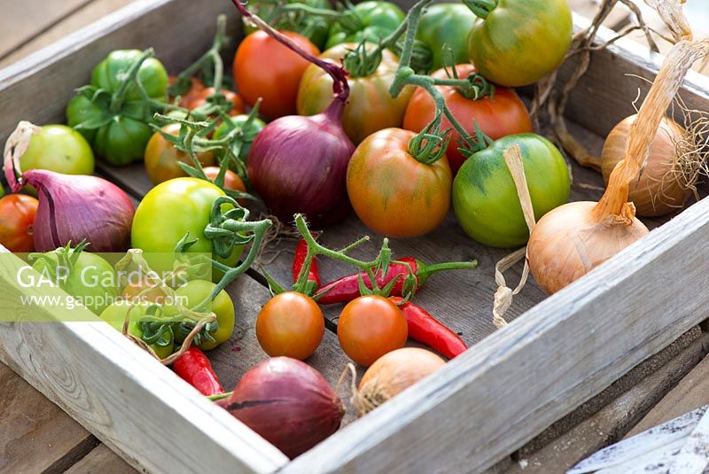 Wooden seed tray containing tomatoes, chilies and onions