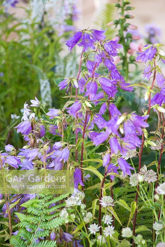 Campanula, Astrantia and Dryopteris filix-mas. Garden: Garden of Solitude. 