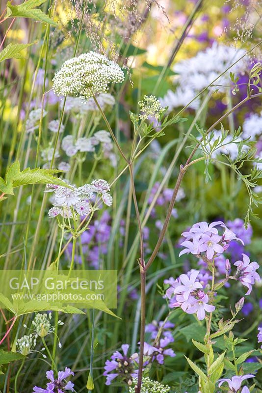 Border planting of Thalictrum aquilegiifolium, Astrantia and Campanula. Garden: Garden of Solitude. 