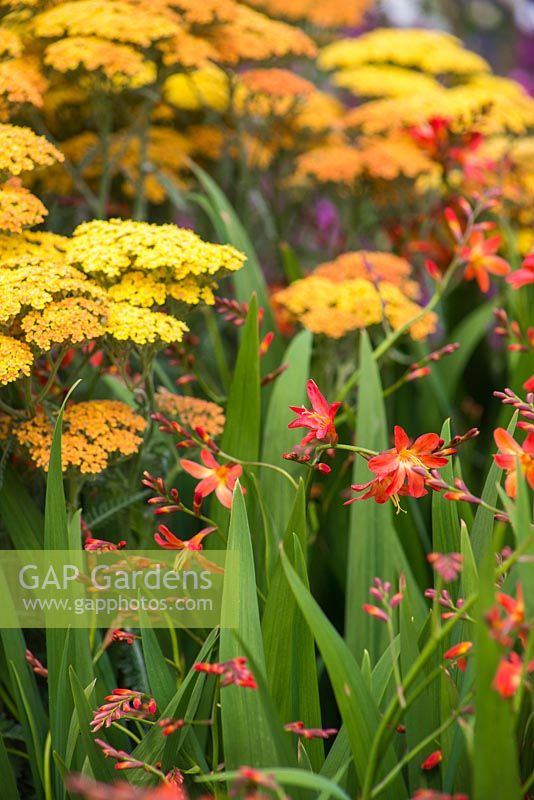 Crocosmia and Achillea 'Terracotta'. Garden: A Hampton Garden. 