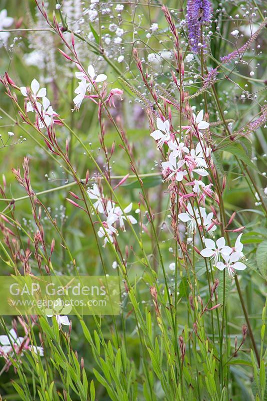 Gaura lindheimeri 'Whirling Butterflies' and Gypsophila paniculata 'Bristol Fairy'. RHS Hampton Court Flower Show 2014. Garden: Macmillan Legacy Garden. Designer: Rebecca Govier. Sponsor: Macmillan Cancer Support