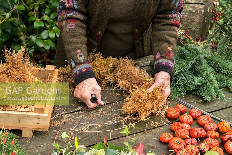 Woman making a Christmas wreath using a 40cm wire wreath frame, sphagnum moss, spruce, dried pumpkins, rose hips and ribbon. 